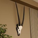 Oryx (Oryx gazella) Antilope Hornl&auml;nge 73 cm Spie&szlig;bock Afrika Sch&auml;deltroph&auml;e Troph&auml;enschild Bulle