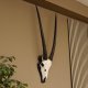 Oryx (Oryx gazella) Antilope Hornlänge 73 cm Spießbock Afrika Schädeltrophäe Trophäenschild Bulle