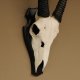 Oryx (Oryx gazella) Antilope Hornlänge 73 cm Spießbock Afrika Schädeltrophäe Trophäenschild Bulle
