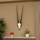Oryx (Oryx gazella) Antilope Hornlänge 89 cm...