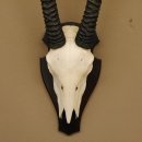 Oryx (Oryx gazella) Antilope Hornl&auml;nge 90 cm Spie&szlig;bock Afrika Sch&auml;deltroph&auml;e Troph&auml;enschild Bulle