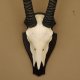 Oryx (Oryx gazella) Antilope Hornlänge 90 cm Spießbock Afrika Schädeltrophäe Trophäenschild Bulle