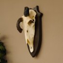 Oryx (Oryx gazella) Antilope extrem abnorm Hornlänge 19+19 cm Spießbock Afrika Schädeltrophäe Trophäenschild