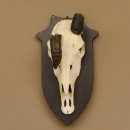 Oryx (Oryx gazella) Antilope extrem abnorm Hornlänge 19+19 cm Spießbock Afrika Schädeltrophäe Trophäenschild