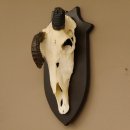 Oryx (Oryx gazella) Antilope extrem abnorm Hornlänge 19+19 cm Spießbock Afrika Schädeltrophäe Trophäenschild