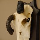 Oryx (Oryx gazella) Antilope extrem abnorm Hornlänge 19+19 cm Spießbock Afrika Schädeltrophäe Trophäenschild