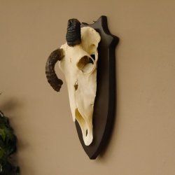 Oryx (Oryx gazella) Antilope extrem abnorm Hornlänge 19+19 cm Spießbock Afrika Schädeltrophäe Trophäenschild