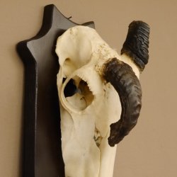 Oryx (Oryx gazella) Antilope extrem abnorm Hornlänge 19+19 cm Spießbock Afrika Schädeltrophäe Trophäenschild