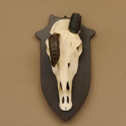 Oryx (Oryx gazella) Antilope extrem abnorm Hornlänge 19+19 cm Spießbock Afrika Schädeltrophäe Trophäenschild