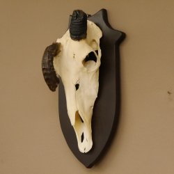 Oryx (Oryx gazella) Antilope extrem abnorm Hornlänge 19+19 cm Spießbock Afrika Schädeltrophäe Trophäenschild