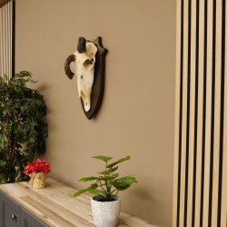 Oryx (Oryx gazella) Antilope extrem abnorm Hornlänge 19+19 cm Spießbock Afrika Schädeltrophäe Trophäenschild