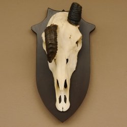 Oryx (Oryx gazella) Antilope extrem abnorm Hornlänge 19+19 cm Spießbock Afrika Schädeltrophäe Trophäenschild