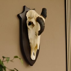 Oryx (Oryx gazella) Antilope extrem abnorm Hornlänge 19+19 cm Spießbock Afrika Schädeltrophäe Trophäenschild