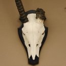 Oryx (Oryx gazella) Antilope abnorm Hornl&auml;nge 69+7 cm Spie&szlig;bock Afrika Sch&auml;deltroph&auml;e Troph&auml;enschild