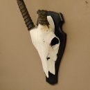 Oryx (Oryx gazella) Antilope abnorm Hornl&auml;nge 69+7 cm Spie&szlig;bock Afrika Sch&auml;deltroph&auml;e Troph&auml;enschild