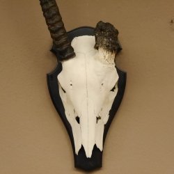 Oryx (Oryx gazella) Antilope abnorm Hornlänge 69+7 cm Spießbock Afrika Schädeltrophäe Trophäenschild