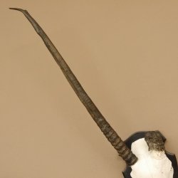 Oryx (Oryx gazella) Antilope abnorm Hornlänge 69+7 cm Spießbock Afrika Schädeltrophäe Trophäenschild