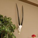 Oryx (Oryx gazella) Antilope Hornlänge 90 cm...