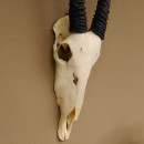 Oryx (Oryx gazella) Antilope Hornl&auml;nge 90 cm Spie&szlig;bock Afrika Sch&auml;deltroph&auml;e H&ouml;rner fest
