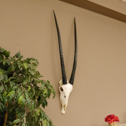 Oryx (Oryx gazella) Antilope Hornlänge 90 cm Spießbock Afrika Schädeltrophäe Hörner fest