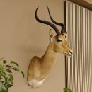 Impala Antilope Hornlänge 59 cm Afrika Kopf Schulter...