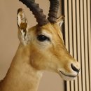 Impala Antilope Hornl&auml;nge 59 cm Afrika Kopf Schulter Pr&auml;parat Troph&auml;e 95.4.17