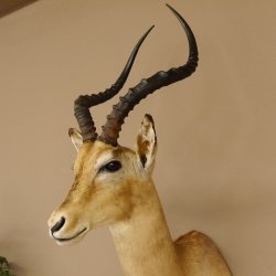 Impala Antilope Hornlänge 59 cm Afrika Kopf Schulter Präparat Trophäe 95.4.17