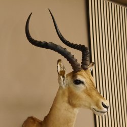 Impala Antilope Hornlänge 59 cm Afrika Kopf Schulter Präparat Trophäe 95.4.17