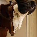 Mufflon Widder abnorm Rammschaden Geweih Schädeltrophäe Hornlänge max. 73 cm auf Trophäenschild 82.1.87