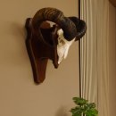 Mufflon Widder abnorm Rammschaden Geweih Schädeltrophäe Hornlänge max. 73 cm auf Trophäenschild 82.1.87