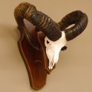 Mufflon Widder abnorm Rammschaden Geweih Schädeltrophäe Hornlänge max. 73 cm auf Trophäenschild 82.1.87