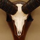 Mufflon Widder abnorm Rammschaden Geweih Schädeltrophäe Hornlänge max. 73 cm auf Trophäenschild 82.1.87