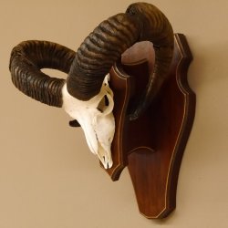 Mufflon Widder abnorm Rammschaden Geweih Schädeltrophäe Hornlänge max. 73 cm auf Trophäenschild 82.1.87