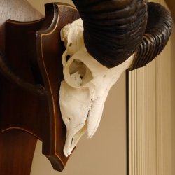 Mufflon Widder abnorm Rammschaden Geweih Schädeltrophäe Hornlänge max. 73 cm auf Trophäenschild 82.1.87