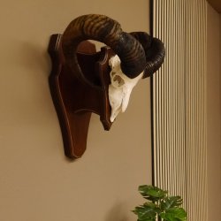 Mufflon Widder abnorm Rammschaden Geweih Schädeltrophäe Hornlänge max. 73 cm auf Trophäenschild 82.1.87