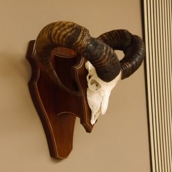 Mufflon Widder abnorm Rammschaden Geweih Schädeltrophäe Hornlänge max. 73 cm auf Trophäenschild 82.1.87
