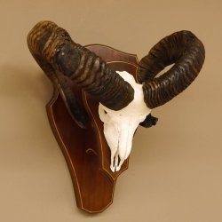 Mufflon Widder abnorm Rammschaden Geweih Schädeltrophäe Hornlänge max. 73 cm auf Trophäenschild 82.1.87