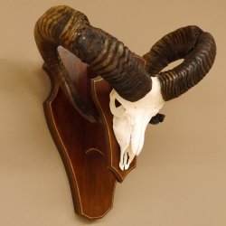 Mufflon Widder abnorm Rammschaden Geweih Schädeltrophäe Hornlänge max. 73 cm auf Trophäenschild 82.1.87