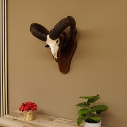 Mufflon Widder abnorm Rammschaden Geweih Schädeltrophäe Hornlänge max. 73 cm auf Trophäenschild 82.1.87