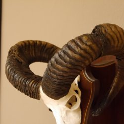 Mufflon Widder abnorm Rammschaden Geweih Schädeltrophäe Hornlänge max. 73 cm auf Trophäenschild 82.1.87