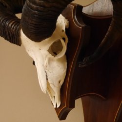 Mufflon Widder abnorm Rammschaden Geweih Schädeltrophäe Hornlänge max. 73 cm auf Trophäenschild 82.1.87