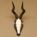 Hartebeest Kuhantilope HL 59 cm Sch&auml;deltroph&auml;e Afrika Antilope Sch&auml;del Troph&auml;e Troph&auml;enschild 88.1.57