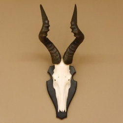 Hartebeest Kuhantilope HL 59 cm Schädeltrophäe Afrika Antilope Schädel Trophäe Trophäenschild 88.1.57