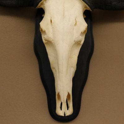 Grant - Gazelle Trophée Du Crâne Avec Ganzer Nez OS Maxillaire Hl 57 CM À Plaque