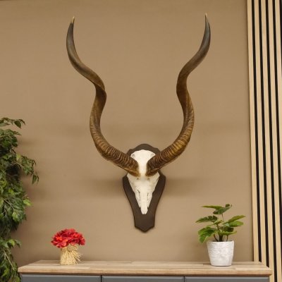 Kudu Antilope Schädeltrophäe Afrika Trophäe Hornlänge: 117 cm mit Trophäenschild 88.2.51