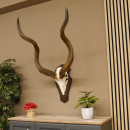Kudu Antilope Sch&auml;deltroph&auml;e Afrika Troph&auml;e Hornl&auml;nge: 117 cm mit Troph&auml;enschild 88.2.51