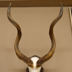 Kudu Antilope Schädeltrophäe Afrika Trophäe Hornlänge: 117 cm mit Trophäenschild 88.2.51