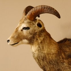 Mufflon junges Jungtier Haupt Kopf Kopfträger Schulter Präparat Hornlänge 27 cm Trophäenschild