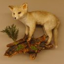 Fuchs junger Rotfuchs Pr&auml;parat Tierpr&auml;parat stehend Tiertroph&auml;e 89.8.155