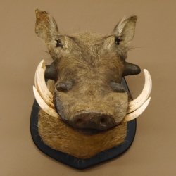 Warzenschwein Keiler Kopf Präparat Hauerlänge max. 16,5 cm Schwein Afrika Trophäe Warze 95.11.17